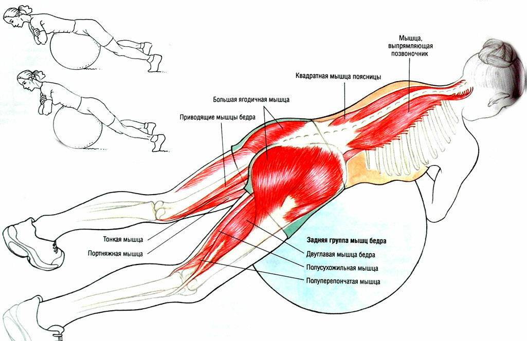 Мышцы стабилизаторы: комплекс упражнений, эффективность и отзывы