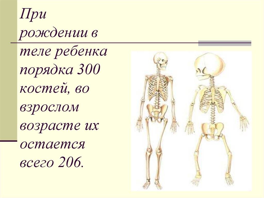 Скелет: сколько костей в теле человека? сколько весит скелет человека.