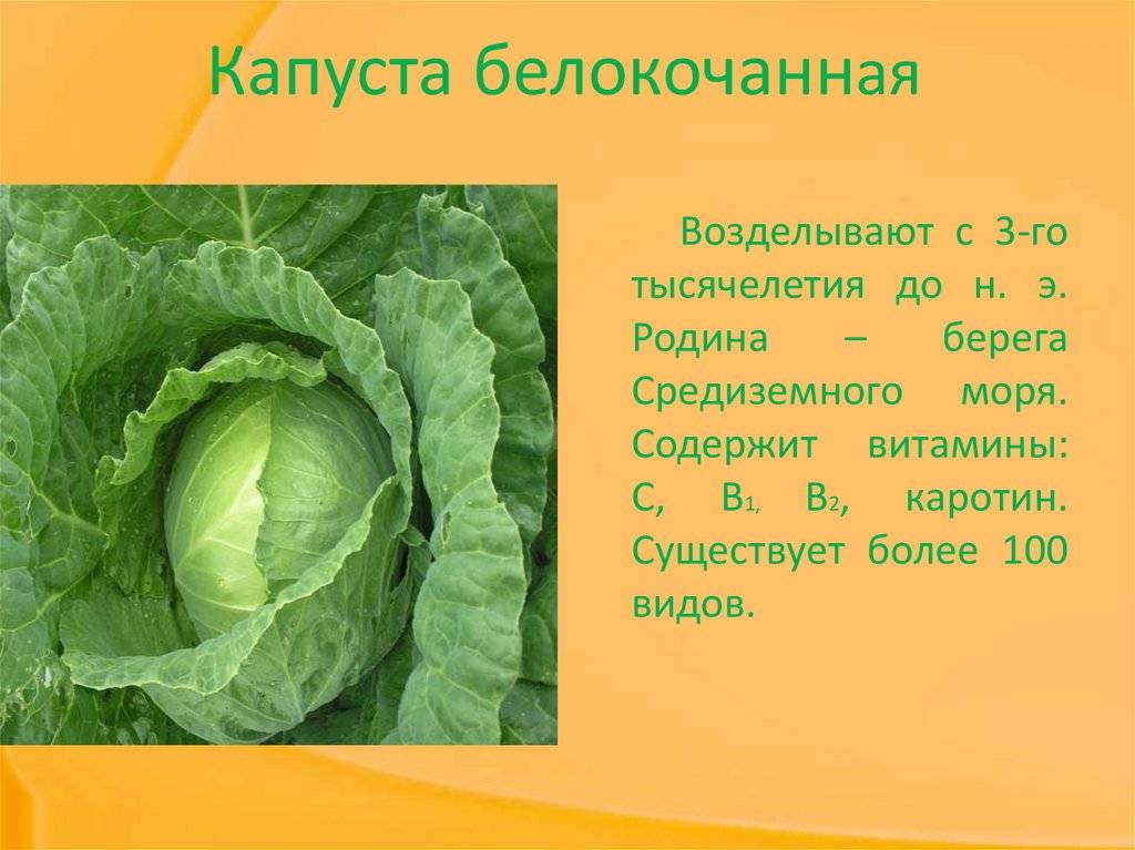 Выращивание капусты от а до я