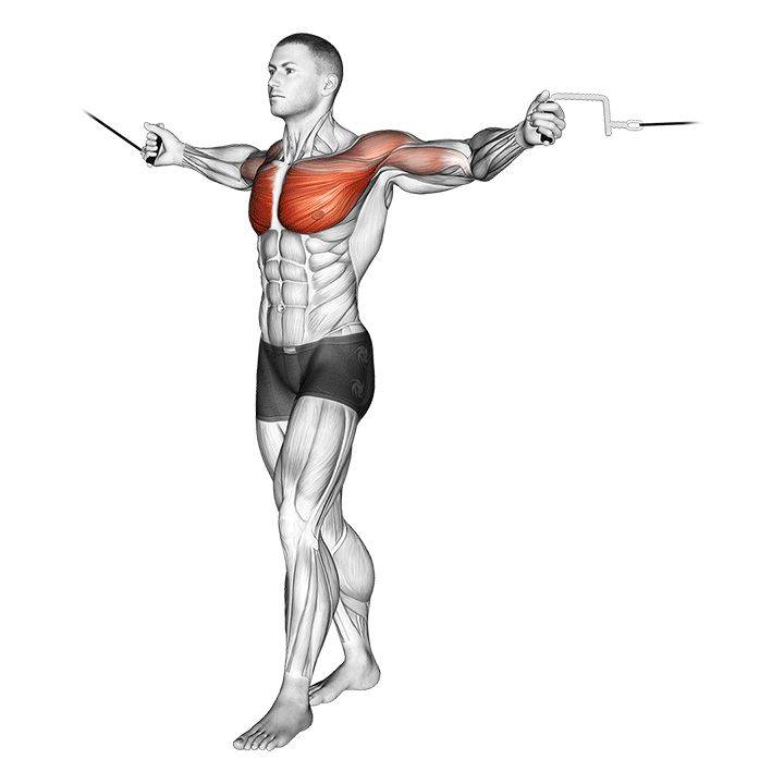 Тренировка грудь-спина в один день: программа упражнений суперсетами для новичков и продвинутых спортсменов