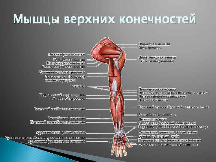 Презентация мышцы верхних конечностей