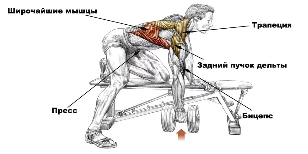 Как накачать спину в тренажерном зале: лучшие упражнения для большой и мощной спины и проработки всех групп мышц