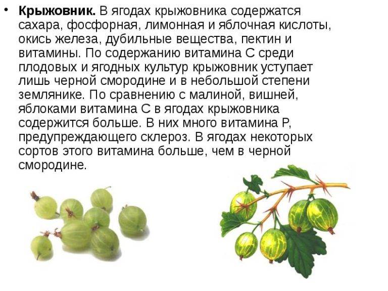 Крыжовник - польза и вред, состав и калорийность ягод