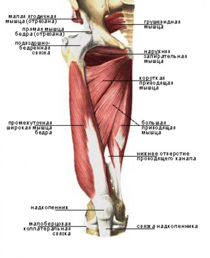 Анатомия и строение мышц ног + подборка лучших упражнений