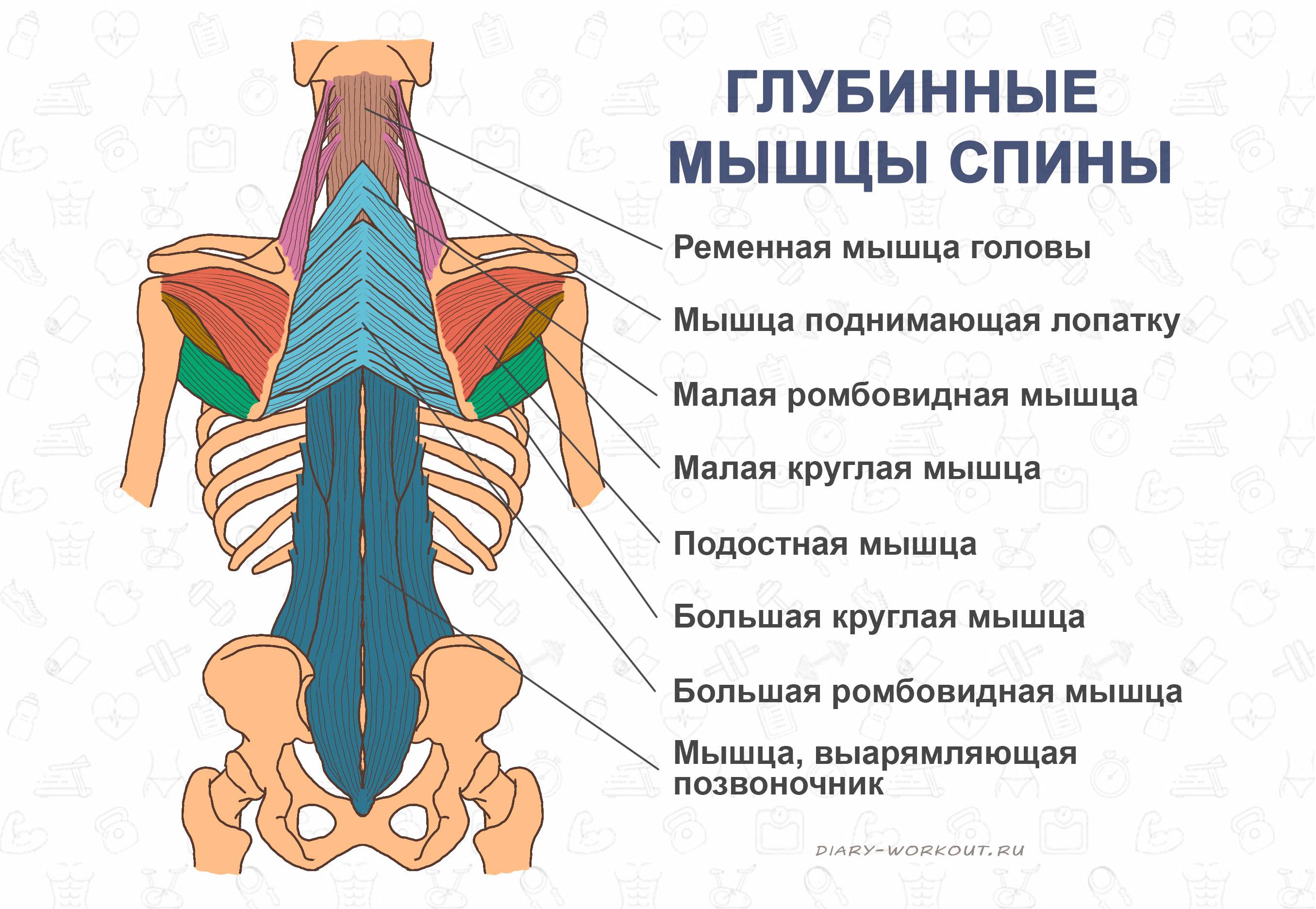 Анатомия мышц туловища человека – информация: