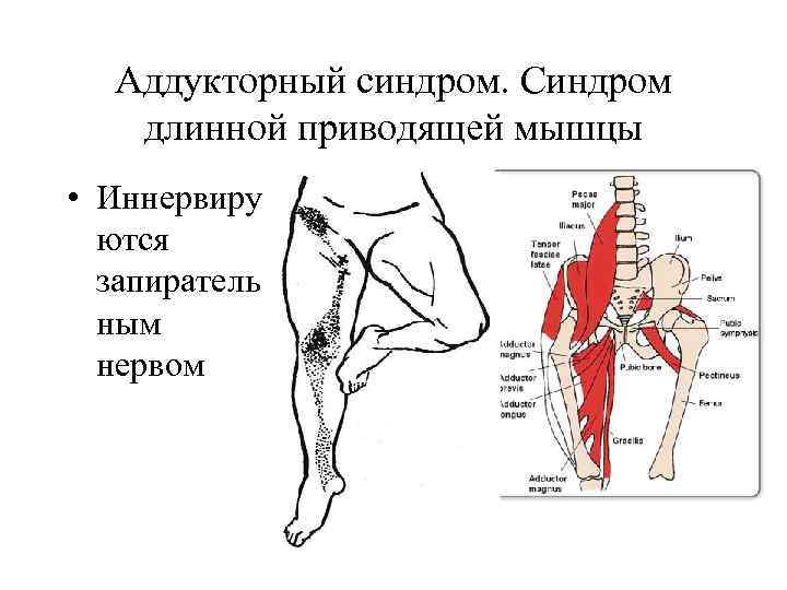 Приводящие мышцы бедра: анатомия и упражнения для аддукторов бедра