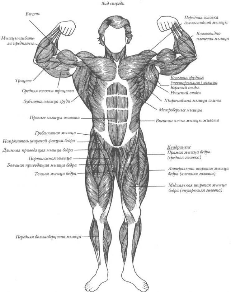 Мускул или мускулов. Группы мышц человека анатомия. Основные группы мышц схема. Мышечное строение человека с названиями мышц. Анатомия мышцы человека культуриста.