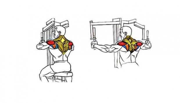 Разведение рук назад в тренажере. принцип обратного разведения рук в тренажере «бабочка. советы по технике выполнения упражнения