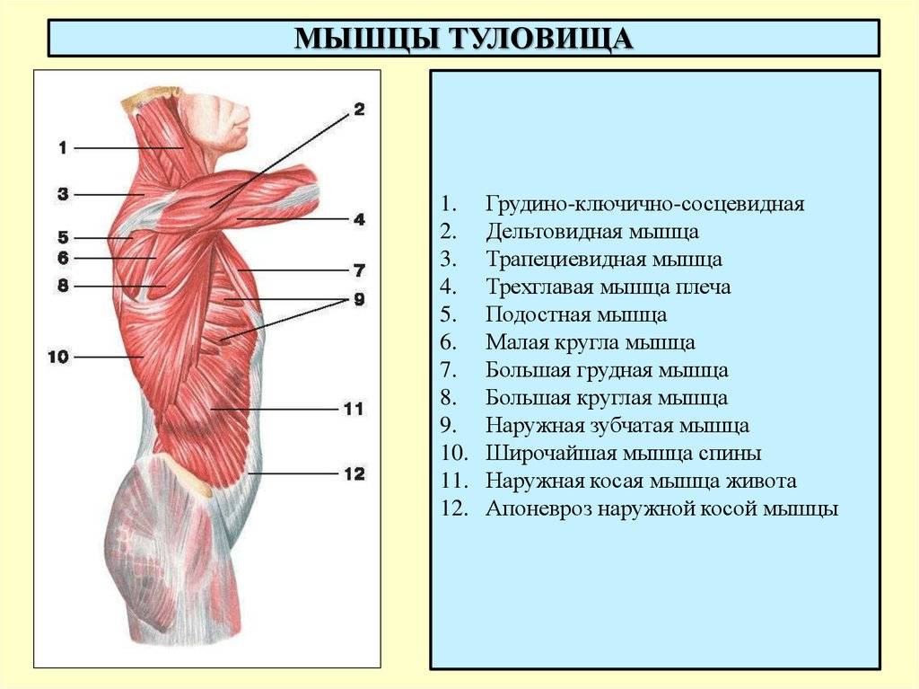Строение и анатомические особенности грудных мышц человека