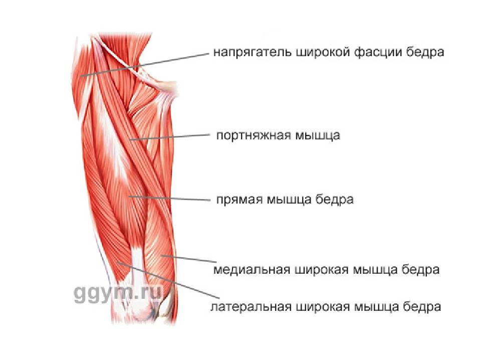 Квадрицепс: лучшие упражнения на мышцы передней поверхности бедра