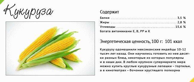 Кукуруза – польза и вред для здоровья, противопоказания, химический состав, в каком виде лучше употреблять