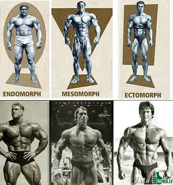 Программа тренировок для эктоморфа: как набрать мышечную массу худому и развитие мускулатуры | rulebody.ru — правила тела