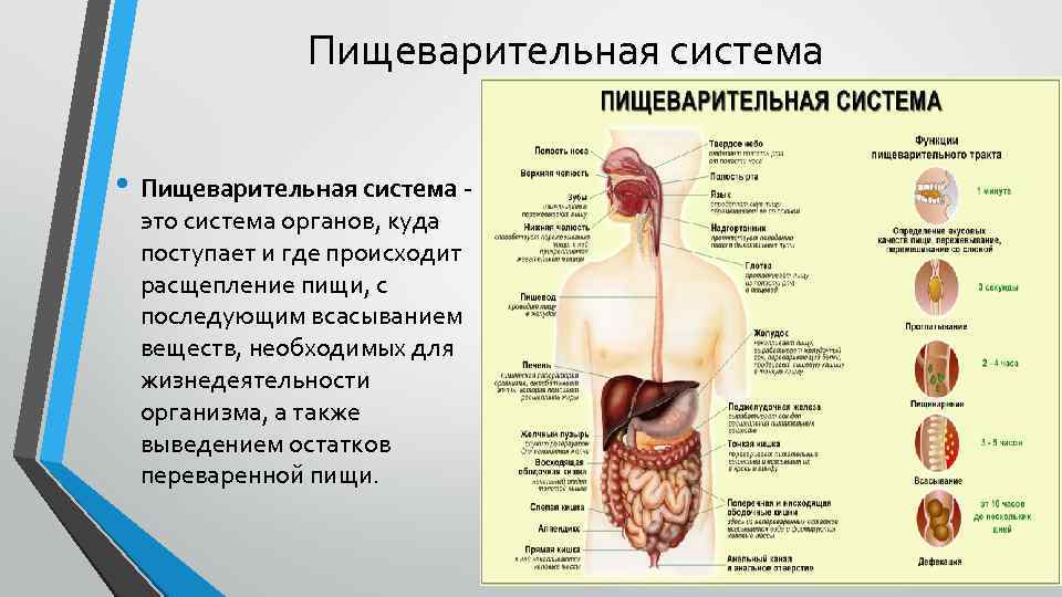 Пищеварение, процесс и стадии пищеварения у человека
