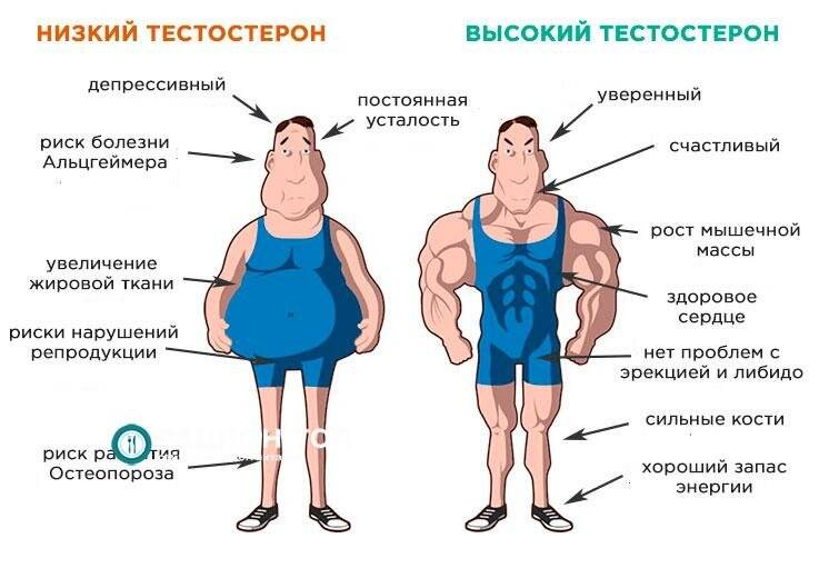 Если растет борода то уровень тестостерона низкий