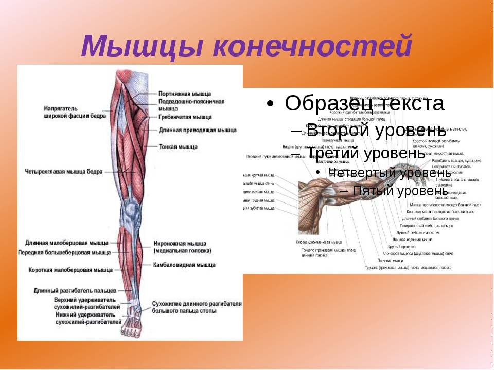 Мышцы руки схема анатомия