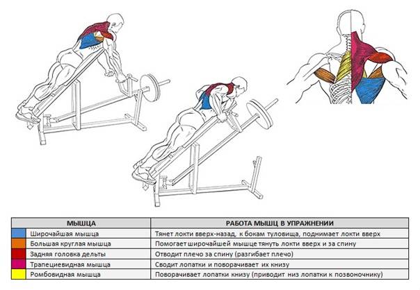 Упражнения на спину в тренажерном зале: базовые упражнения на прокачку мышц спины, тренировка для девушек на тренажерах