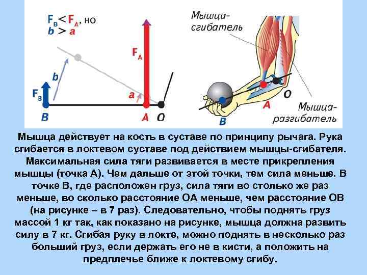 Пользуясь рисунком 174 объясните как при гребле используется рычаг для чего это нужно