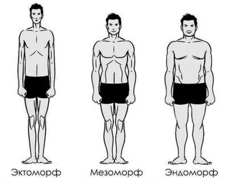 Типы мужского телосложения: советы по развитию