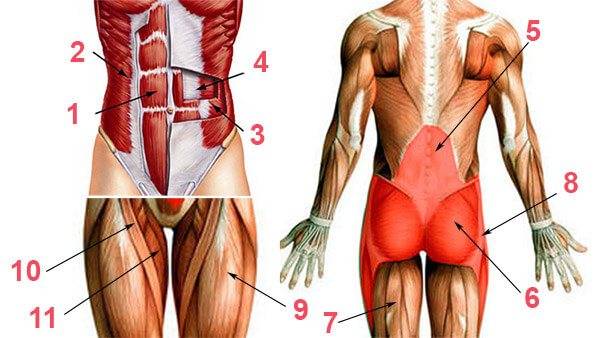 Мышцы кора. что это и как их накачать? какие упражнения использовать?