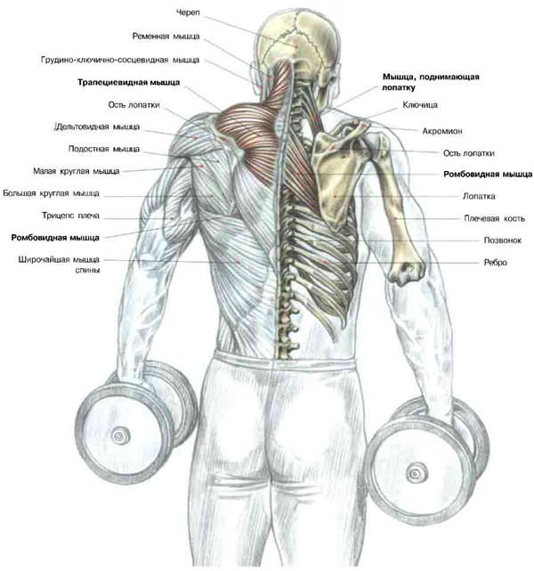 Упражнения на спину и плечи: возможна ли тренировка в один день, эффективная программа
