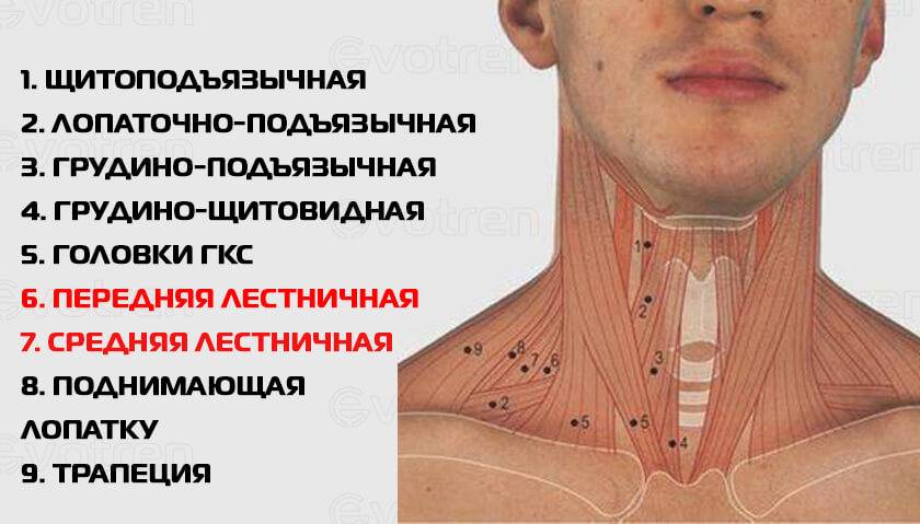 Мышцы на шее спереди фото