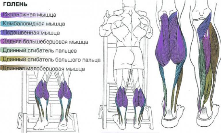 Подъем на носки стоя и сидя для икр: техника с гантелями, со штангой, в тренажере и в смите