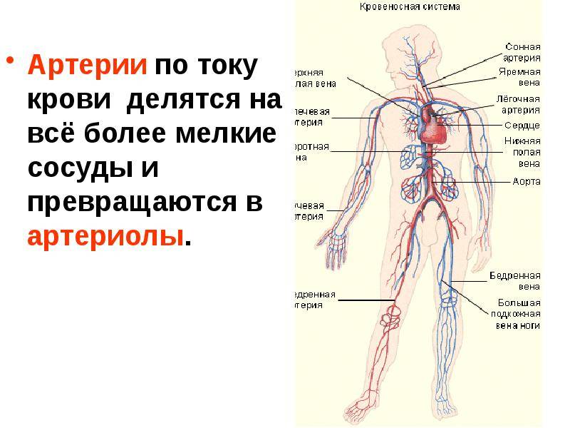 Функциональная диагностика сердечно-сосудистой системы