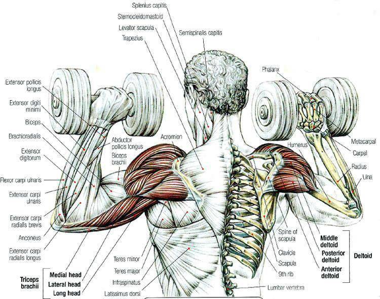 Как накачать мышцы спины в домашних условиях