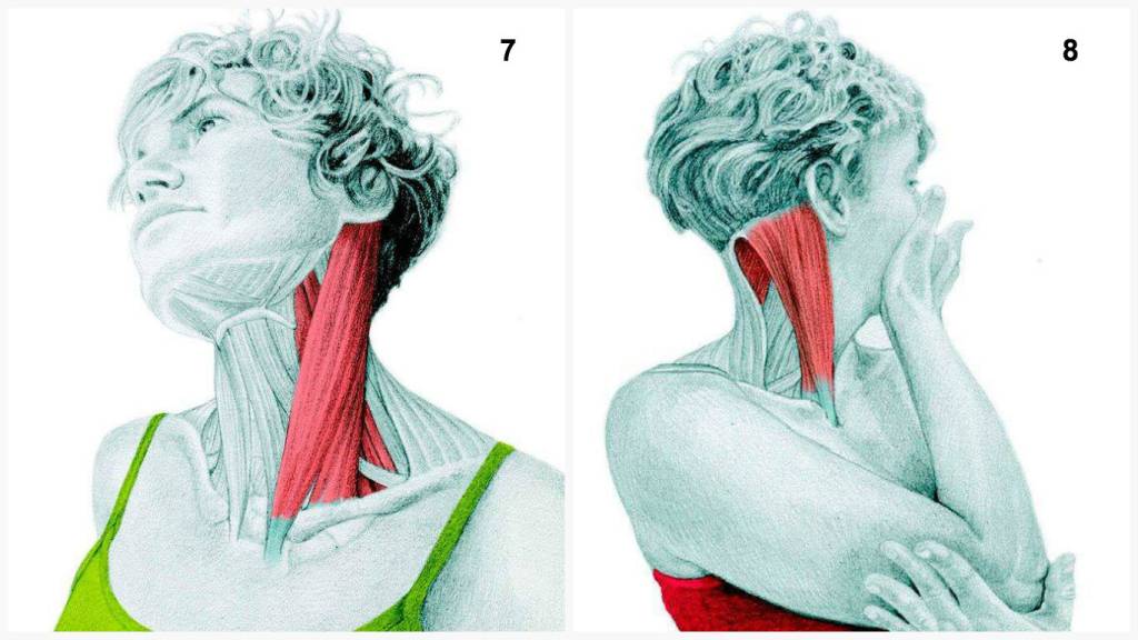 Строение мышц шеи и головы человека