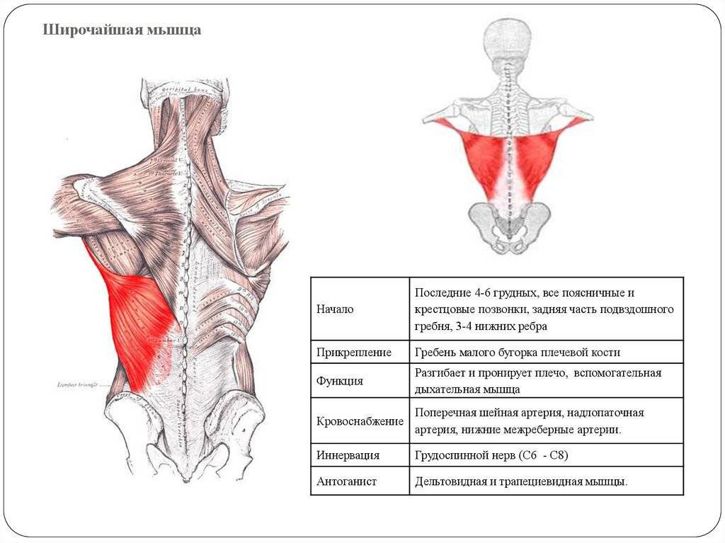 Широчайшая мышца спины анатомия картинки