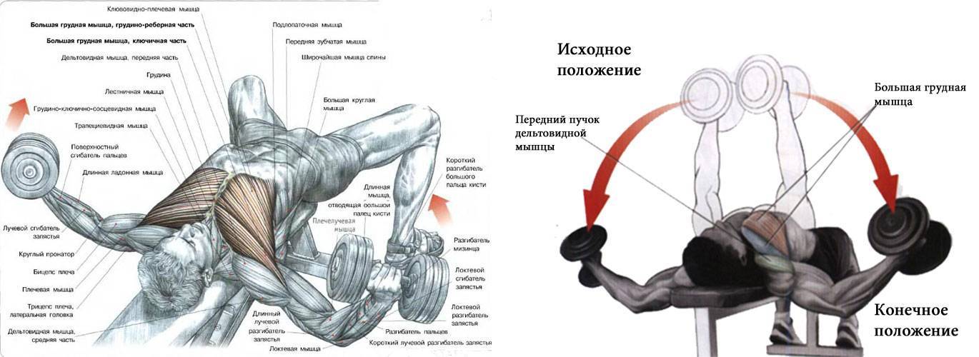 Упражнения на грудь в домашних условиях: тренировки с гантелями и без для мужчины дома, самостоятельная прокачка грудинной мышцы