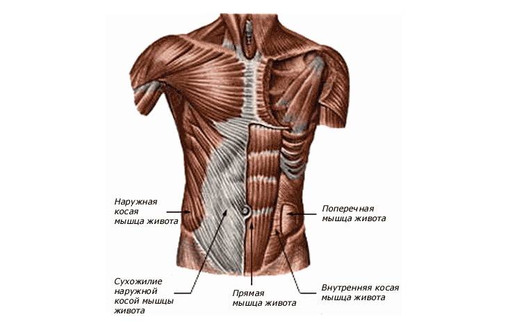 Мышцы живота человека | анатомия мышц живота, строение, функции, картинки на eurolab