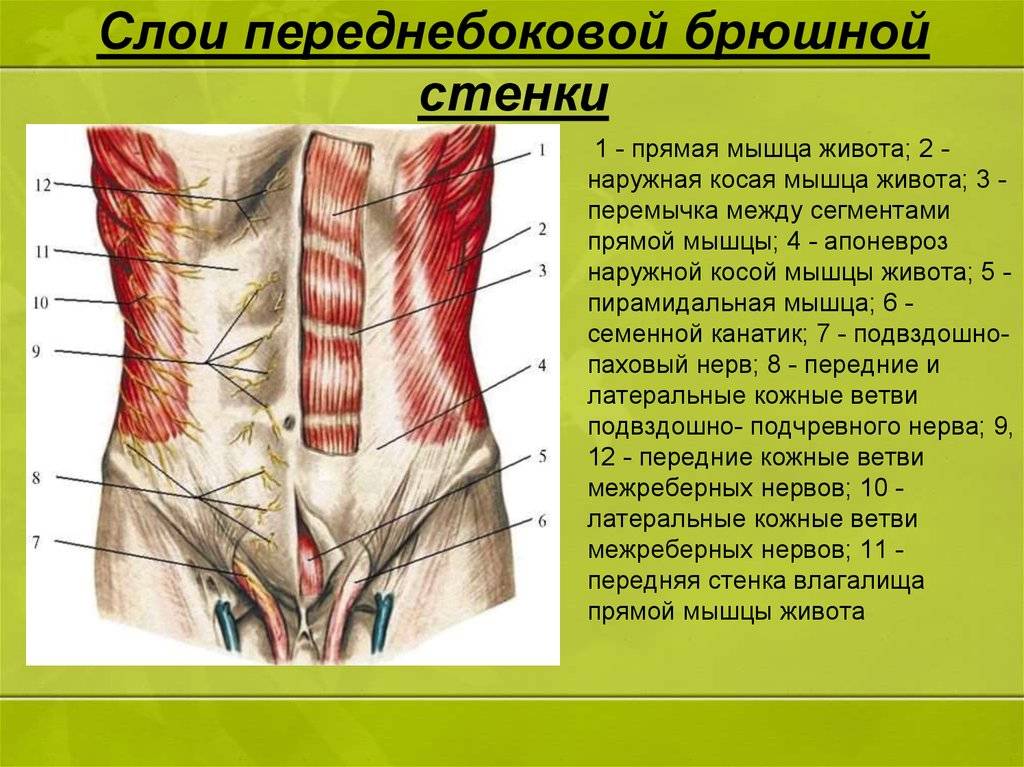 Анатомия тазового дна