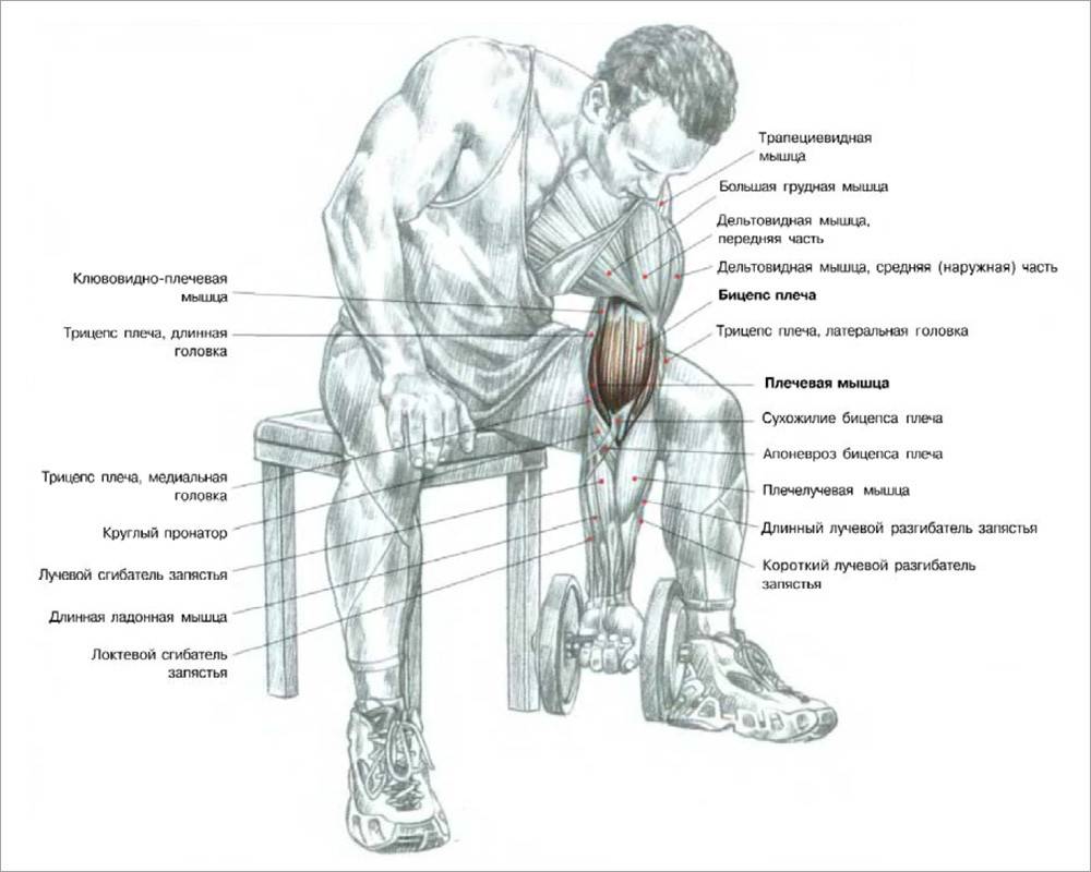 Схема прокачки бицепса гантелями