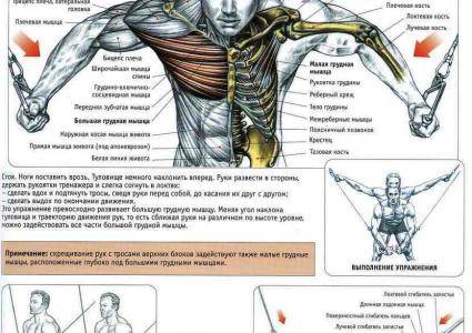Лучшие упражнения на грудные мышцы в тренажерном зале на все части мышц груди