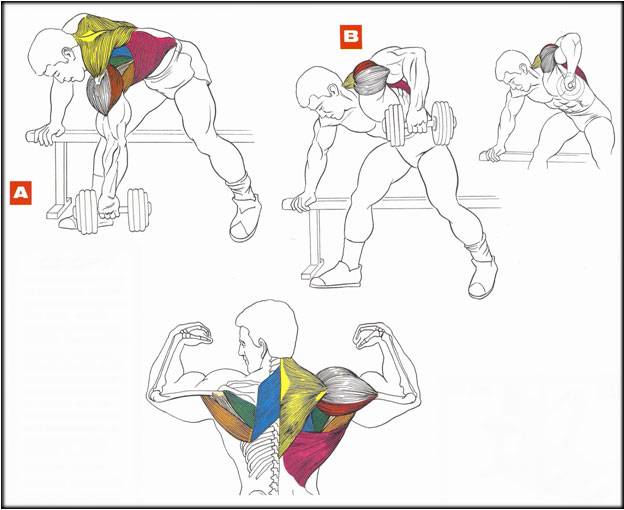 Как накачать спинные мышцы. | здоровье человека