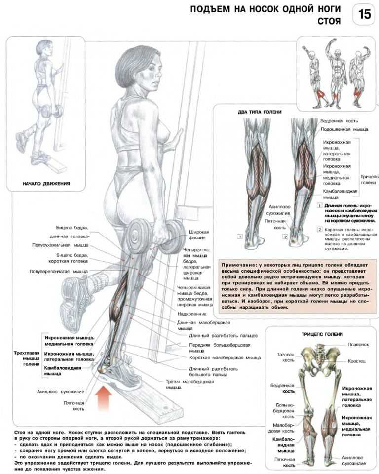 Упражнения для икр ног в домашних условиях для мужчин. упражнения на икры ног со своим весом - kak-nakachat.pro