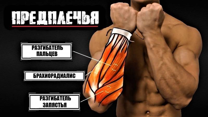 Мышцы предплечья: анатомия, функции и упражнения для дома и зала