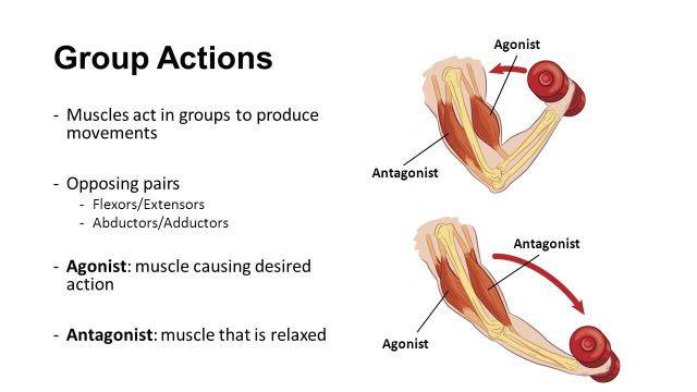 Мышцы антагонисты и синергисты. одно и многосуставные мышцы