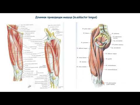 Тонкая мышца. Длинная приводящая мышца бедра анатомия. Иннервация квадрицепса бедра. Длинная приводящая мышца (m. Adductor Longus). Приводящие мышцы бедра анатомия иннервация.