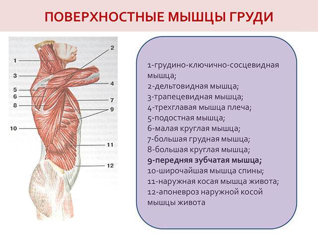 Анатомия мышц груди . на какие 2 группы делятся грудные мышцы?