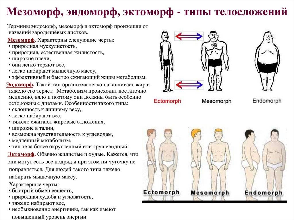 Как определить, кто ты — эктоморф, мезоморф или эндоморф: тест. типы телосложения, фигур мужчин и женщин – эктоморф, мезоморф, эндоморф: отличительные особенности, фото