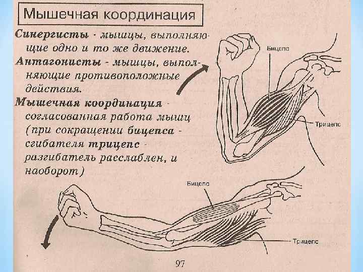 Схема работы мышц