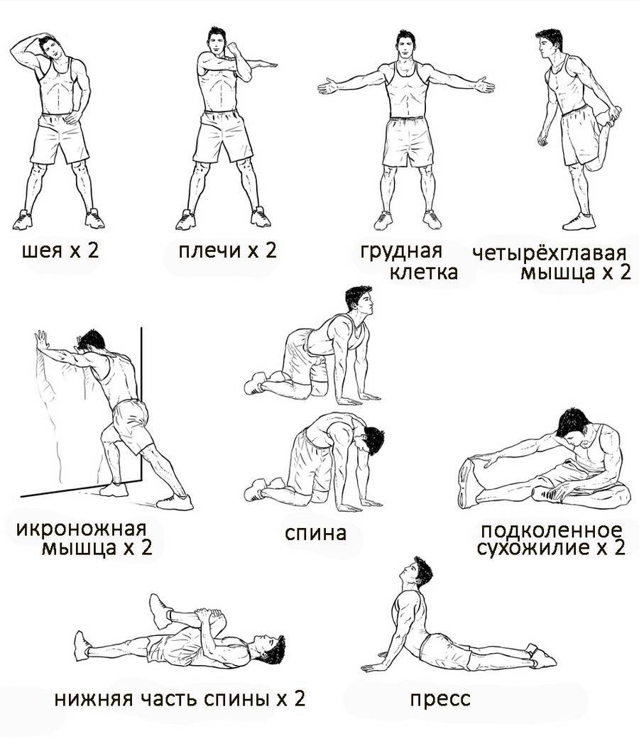 Упражнения на растяжку мышц в тренажерном зале (после тренировки)