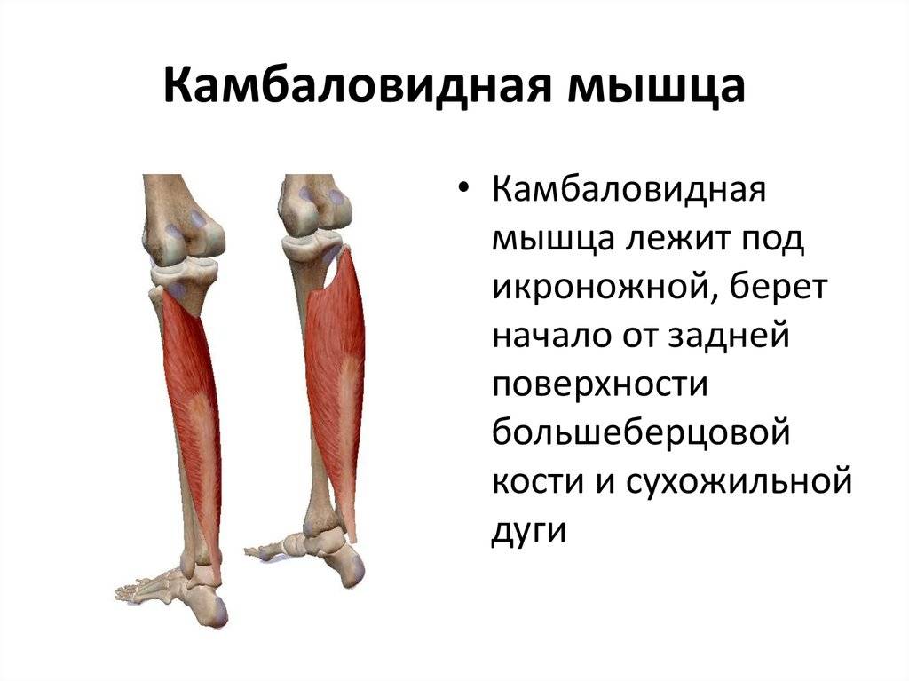 Мышцы ног: анатомия, схема строения, названия мышечных групп нижних конечностей