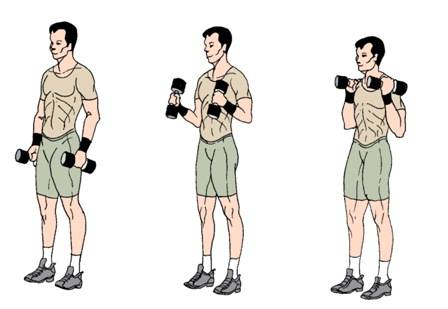 Техника выполнения и вариации упражнения «молот» для тренировки бицепса