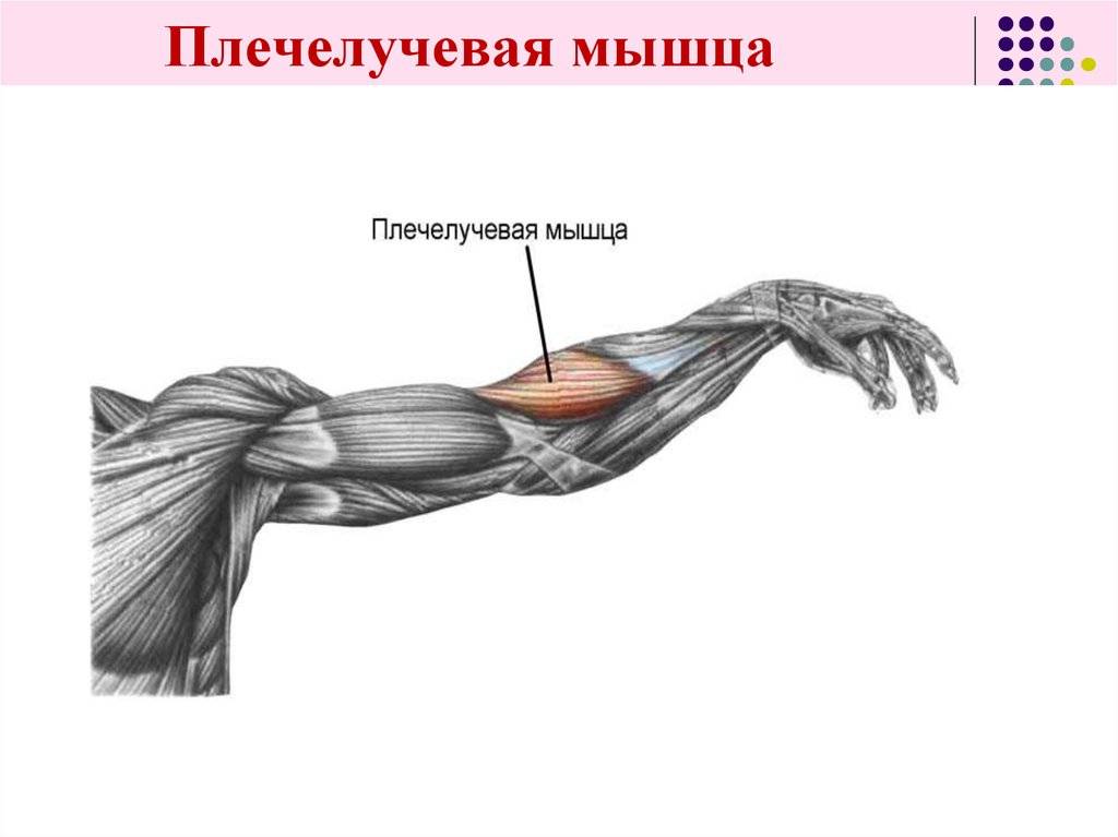 Плечелучевая мышца: как накачать брахиорадиалис