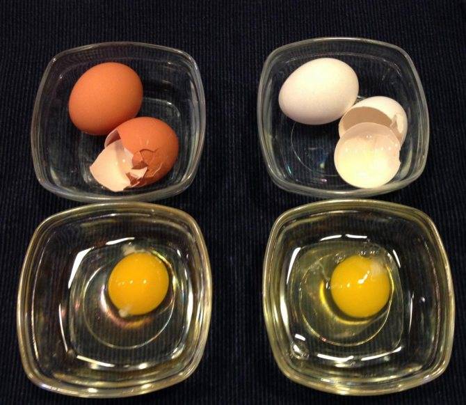 О куриных яйцах – про цвет скорлупы и желтка, свежесть и хранение
