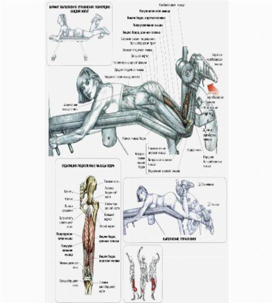 Упражнения для спины: основные базовые и изолирующие движения для развития силы мышц