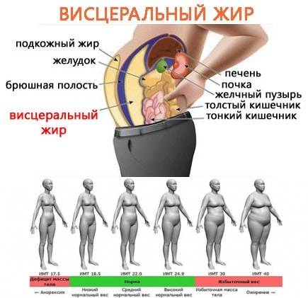Всё, что нужно знать о жирах